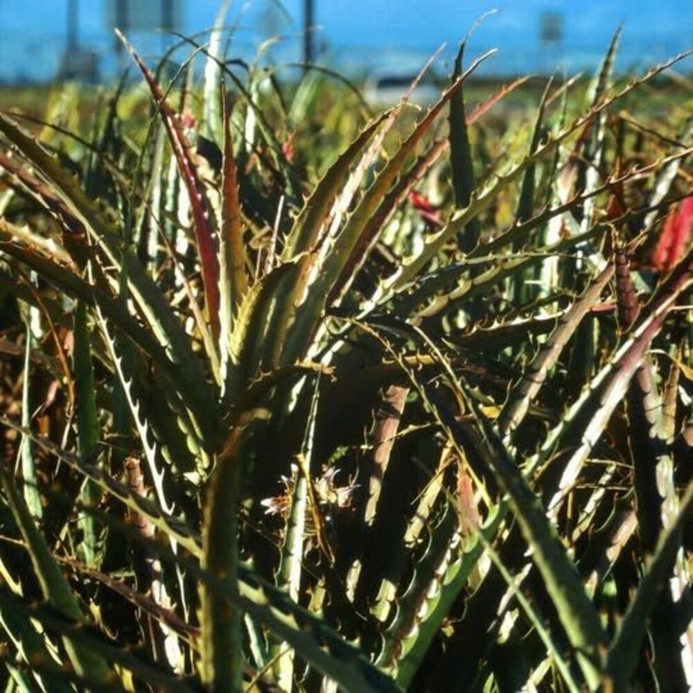 Original 1996 35mm Slide, "Pineapples #3", O‘ahu, Hawaii